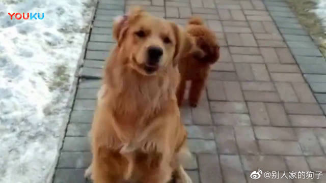 金毛算数能力超强 可以上幼儿园了