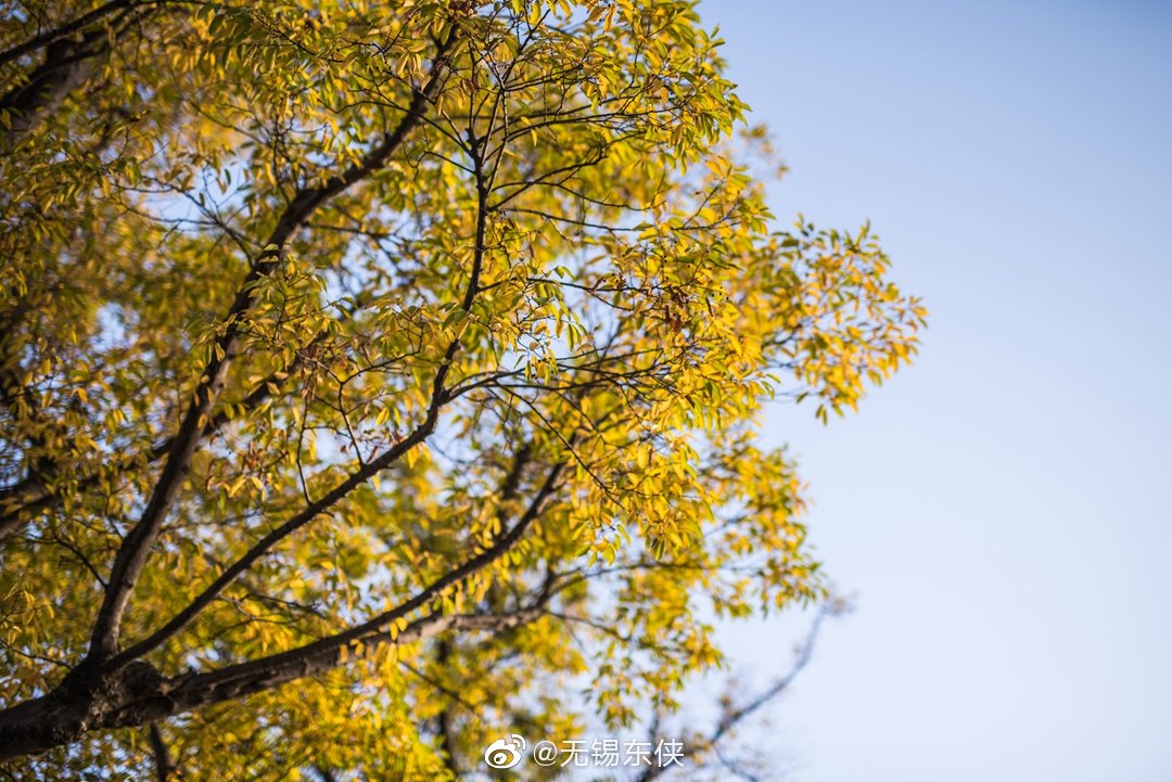 金秋的阳光温馨恬静,金秋的微风和煦轻柔,金秋层林尽染