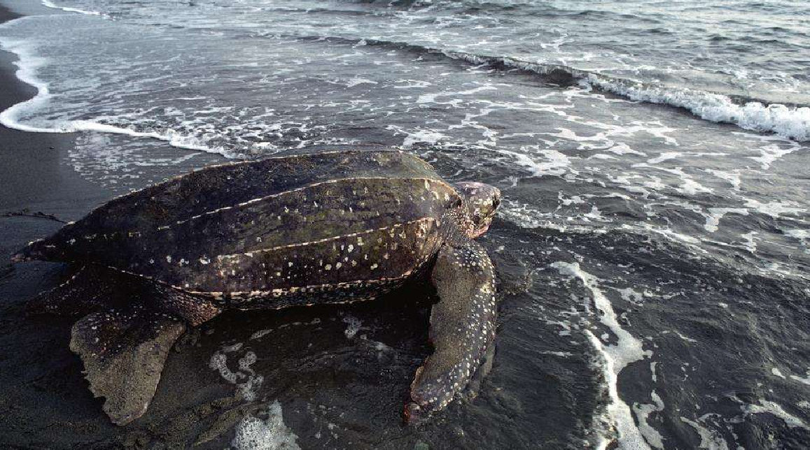 世界体型最大的海龟,体长2.5米,重1吨,能活到100岁