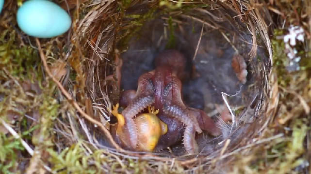 杜鹃会把自己的蛋产在别的鸟窝里