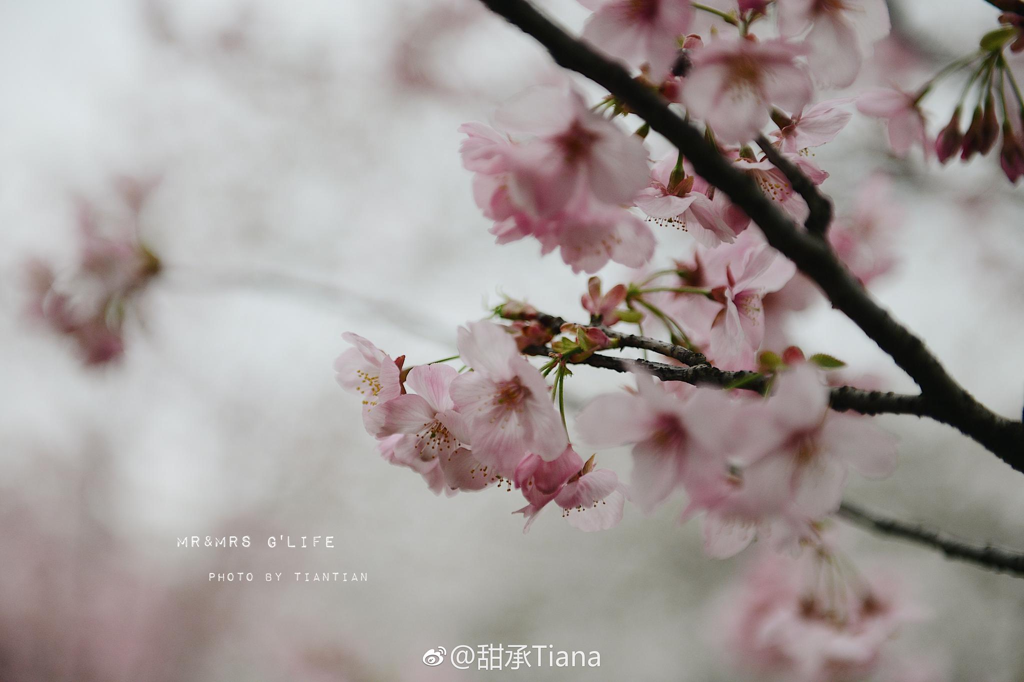 小园新种红樱树，闲绕花行便当游