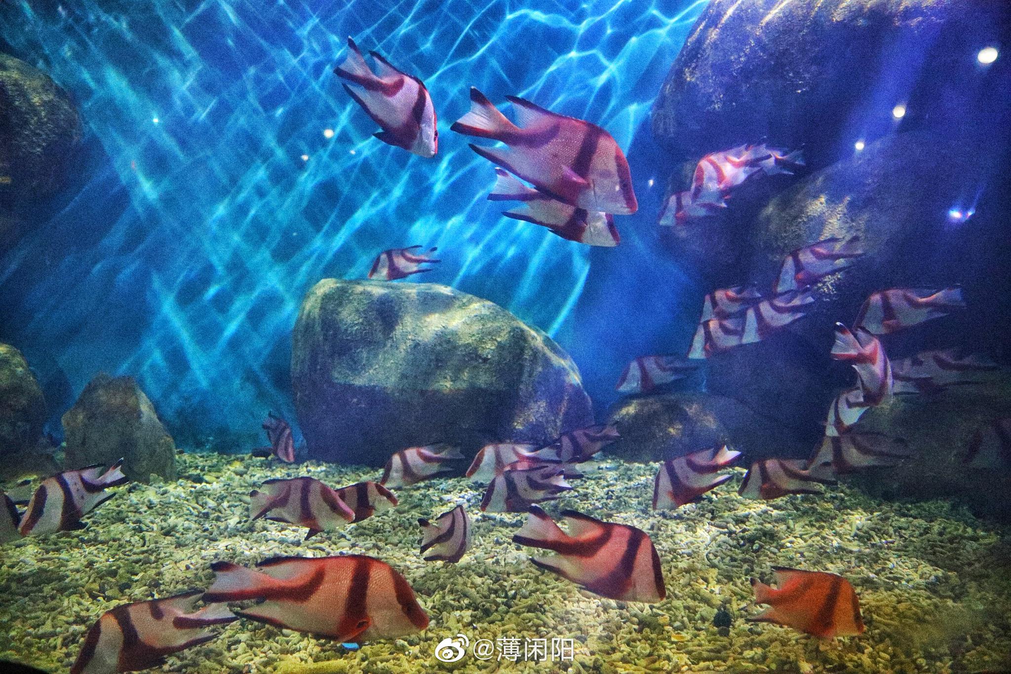 山东蓬莱海洋极地世界是国家aaaa级旅游景区