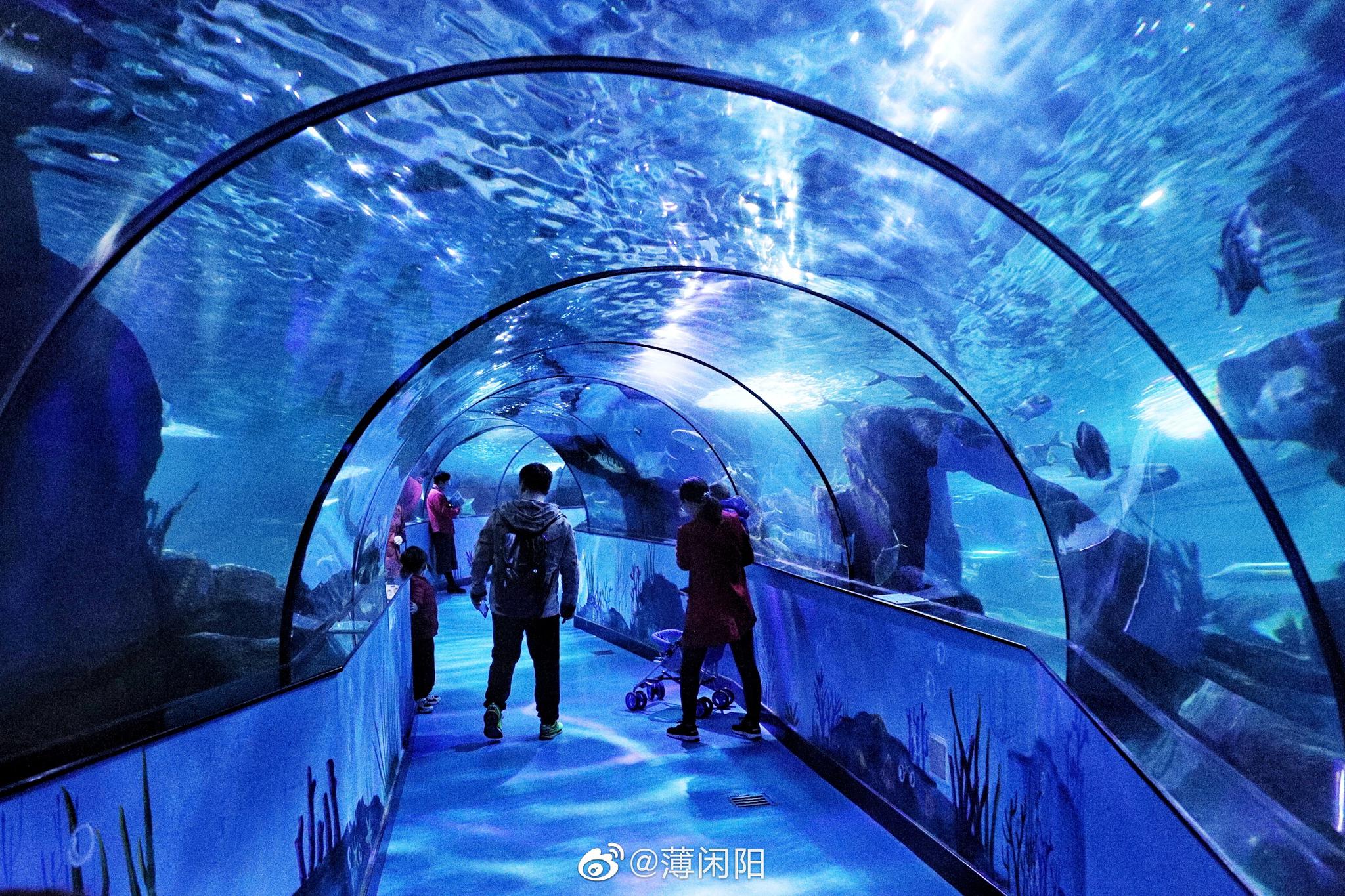 山东蓬莱海洋极地世界是国家aaaa级旅游景区|蓬莱海洋极地世界|海狮|