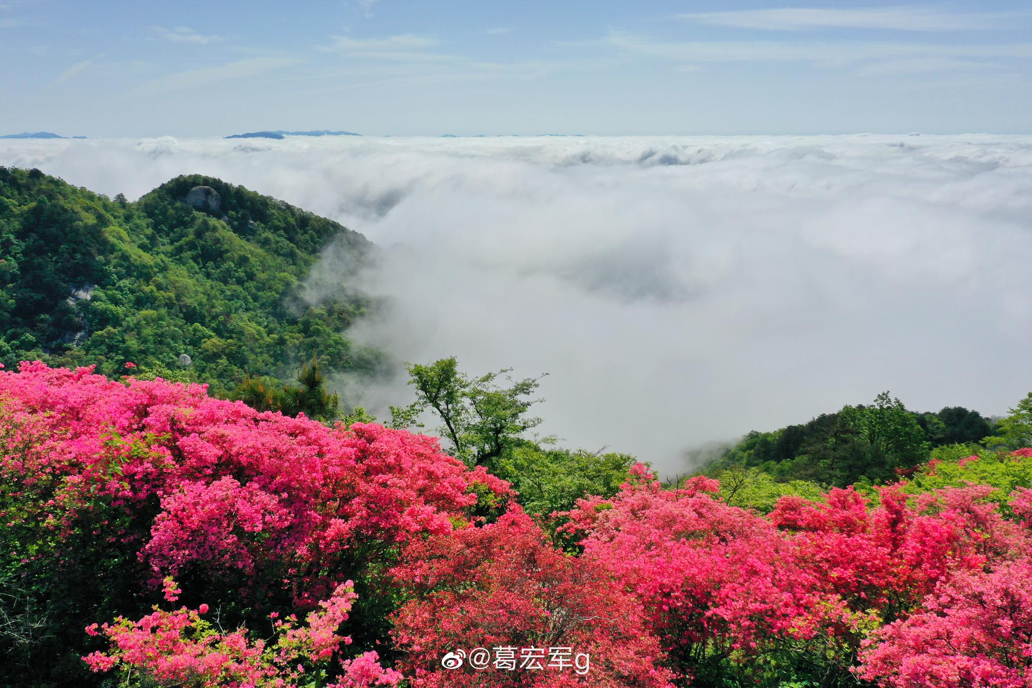 今早空中看麻城杜鹃花海