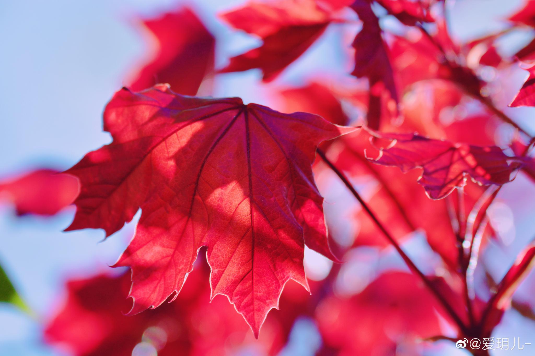 春天的槭树叶竟然是红色的|图库|树叶|飞燕_新浪新闻