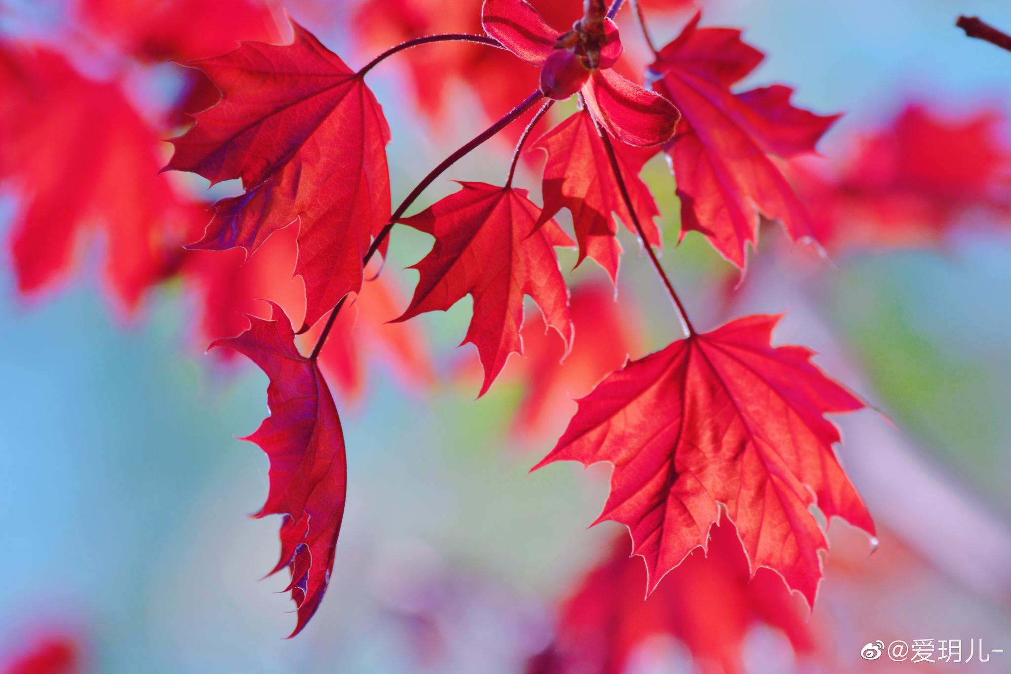 春天的槭树叶竟然是红色的|图库|树叶|飞燕_新浪新闻