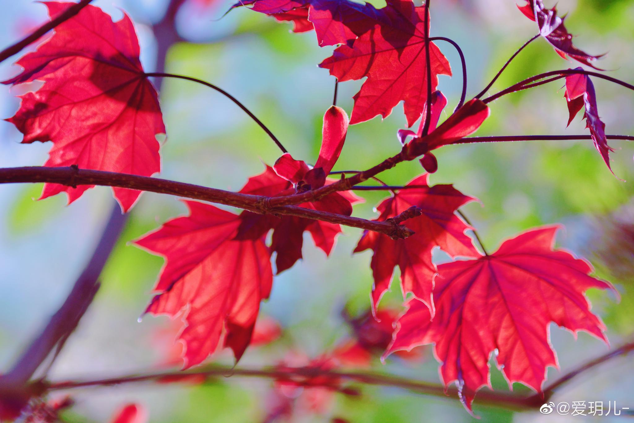 春天的槭树叶竟然是红色的
