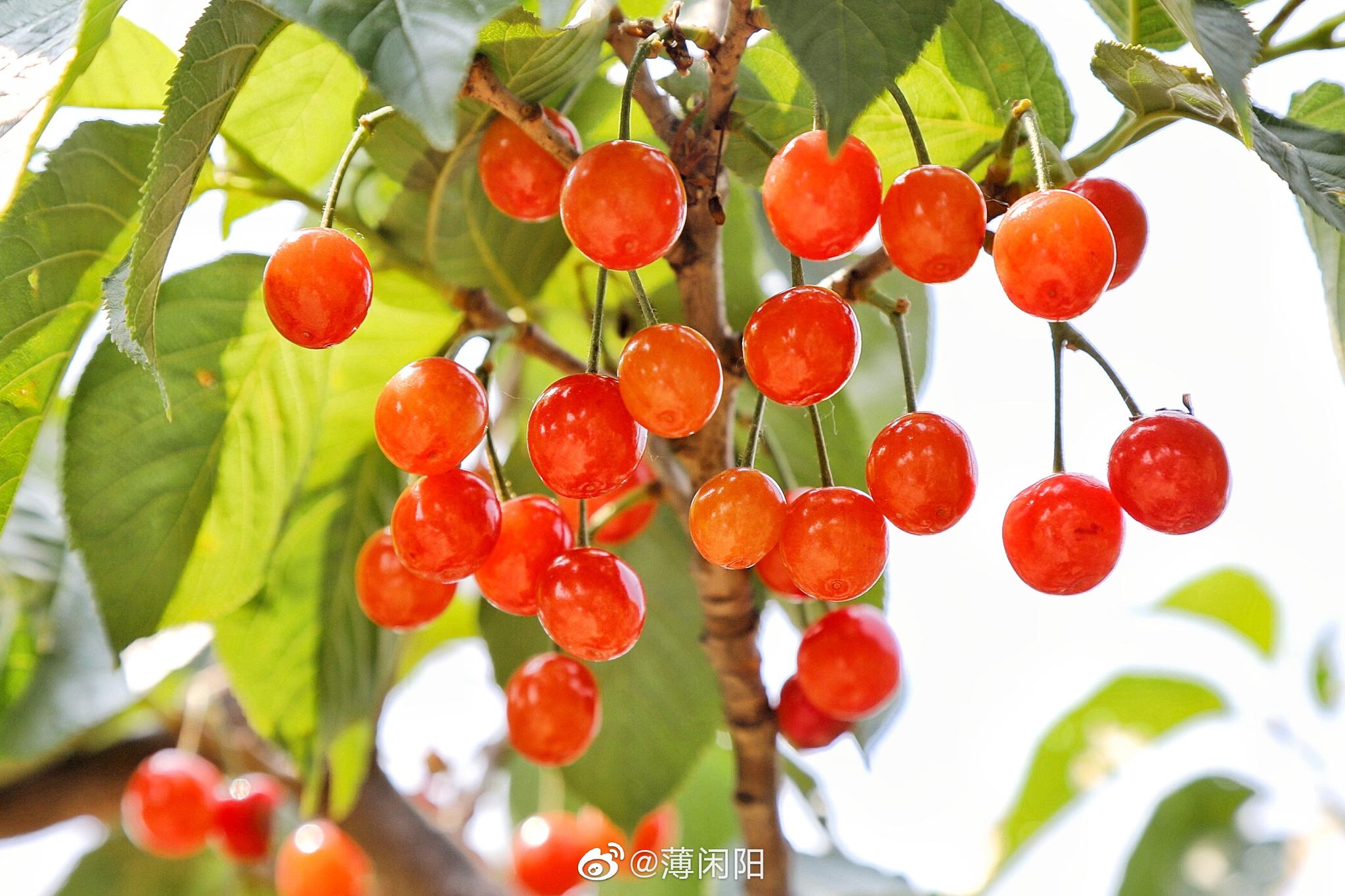 又是一年樱桃季!今年依然来到城阳夏庄街道的财源山千亩樱桃苑