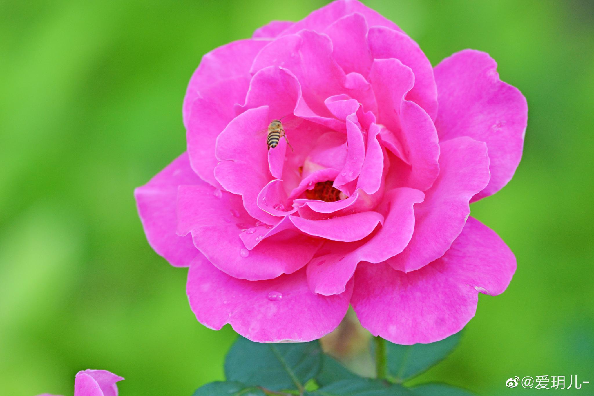 一朵月季花,一份美丽心情|美丽心情|月季花|图库_新浪新闻