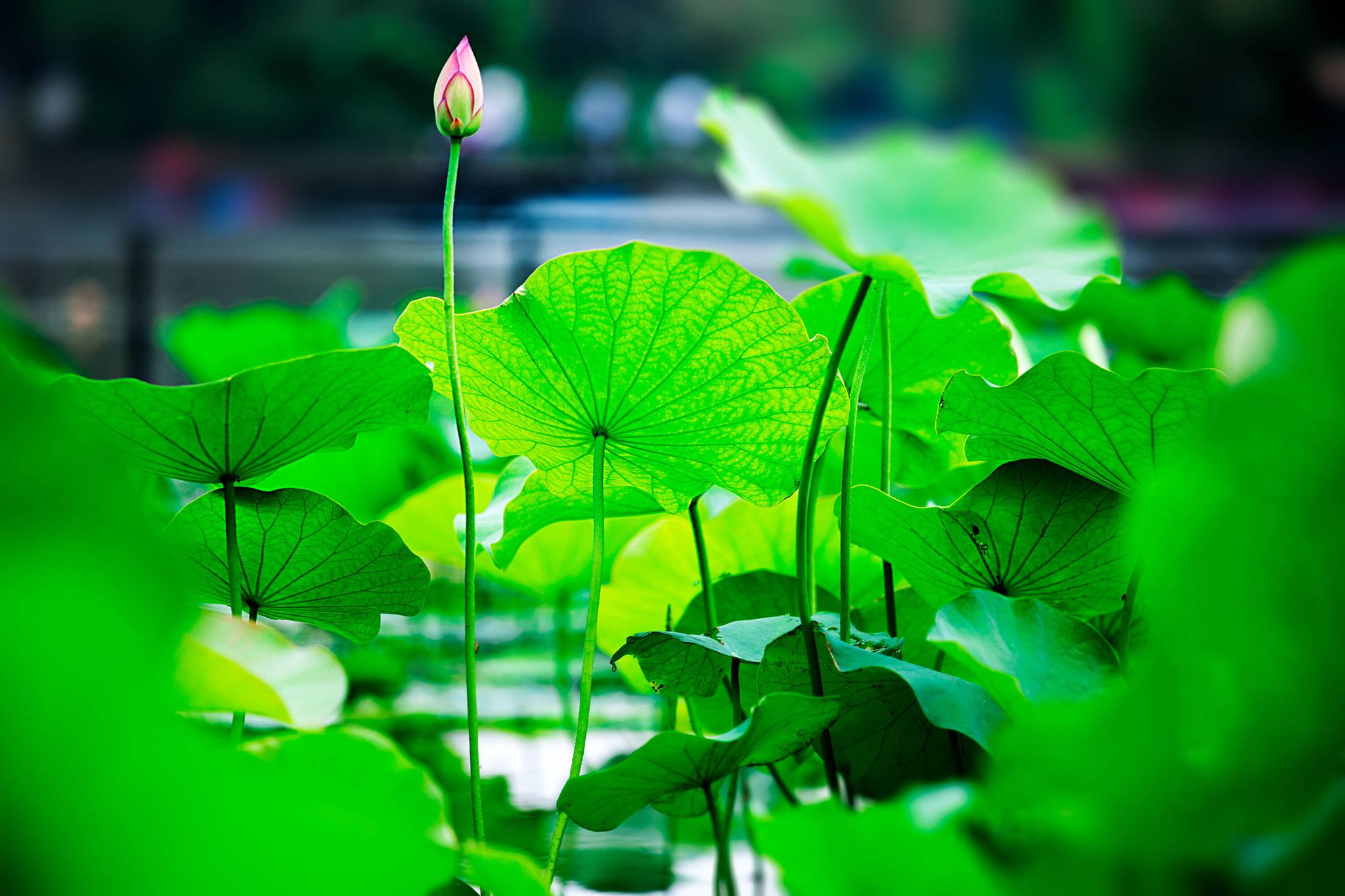 何地幽清可纳凉幽清无过绿荷塘