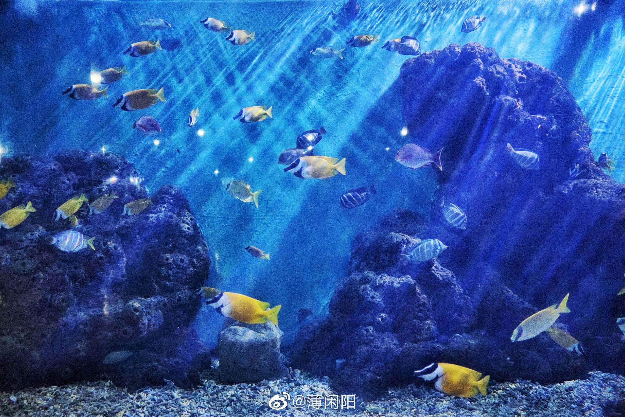 山东蓬莱海洋极地世界是国家aaaa级旅游景区|蓬莱海洋极地世界|海狮|