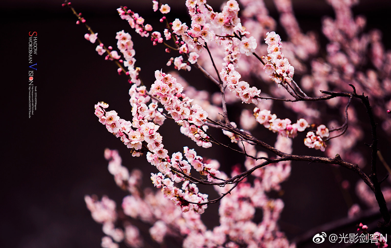 新春寻梅记,玄武湖公园·2月梅花开