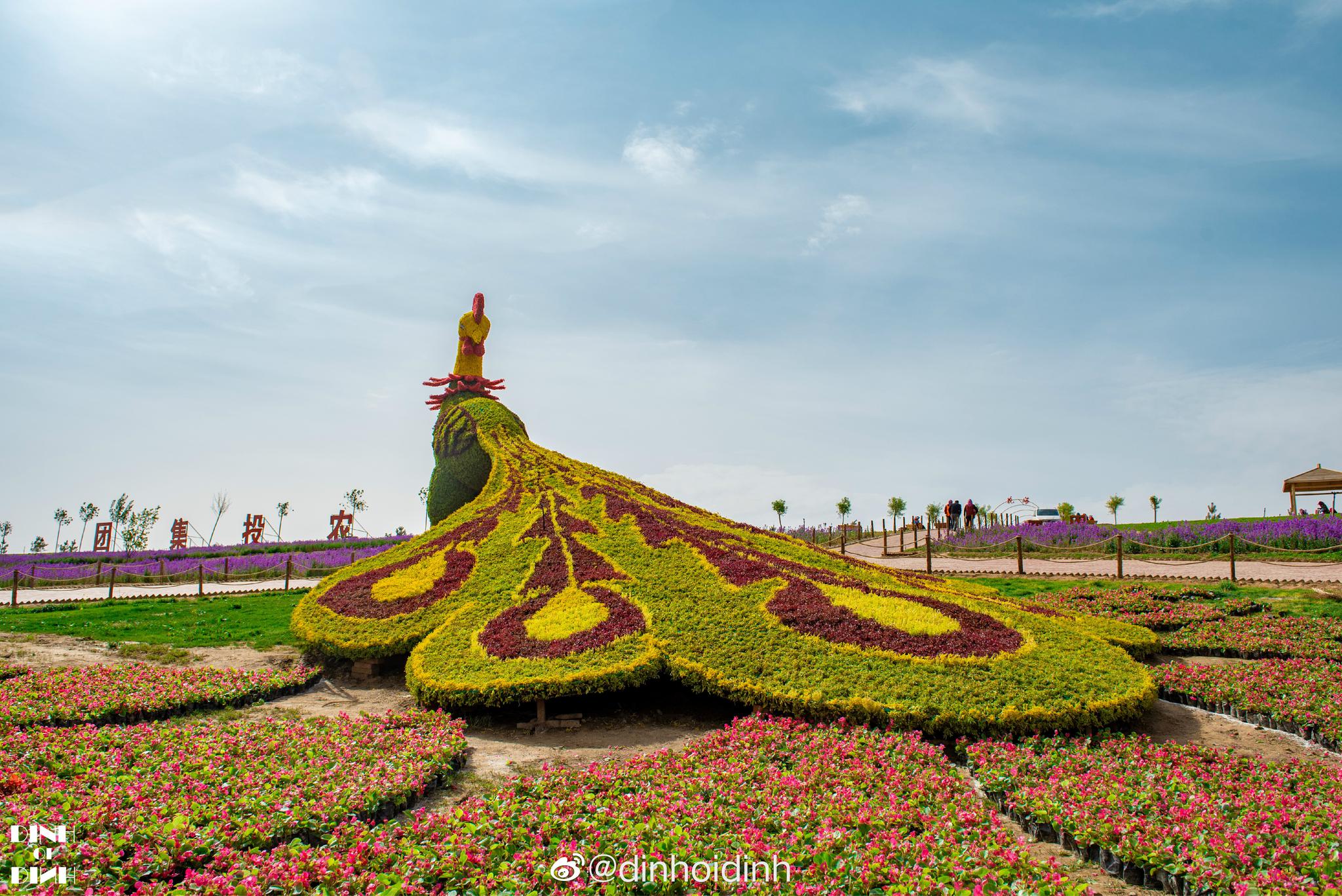 兰州新区农投花海位于兰州新区纬十六南侧坡南北宽约200米