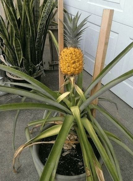 菠萝花盆栽种植方法图片