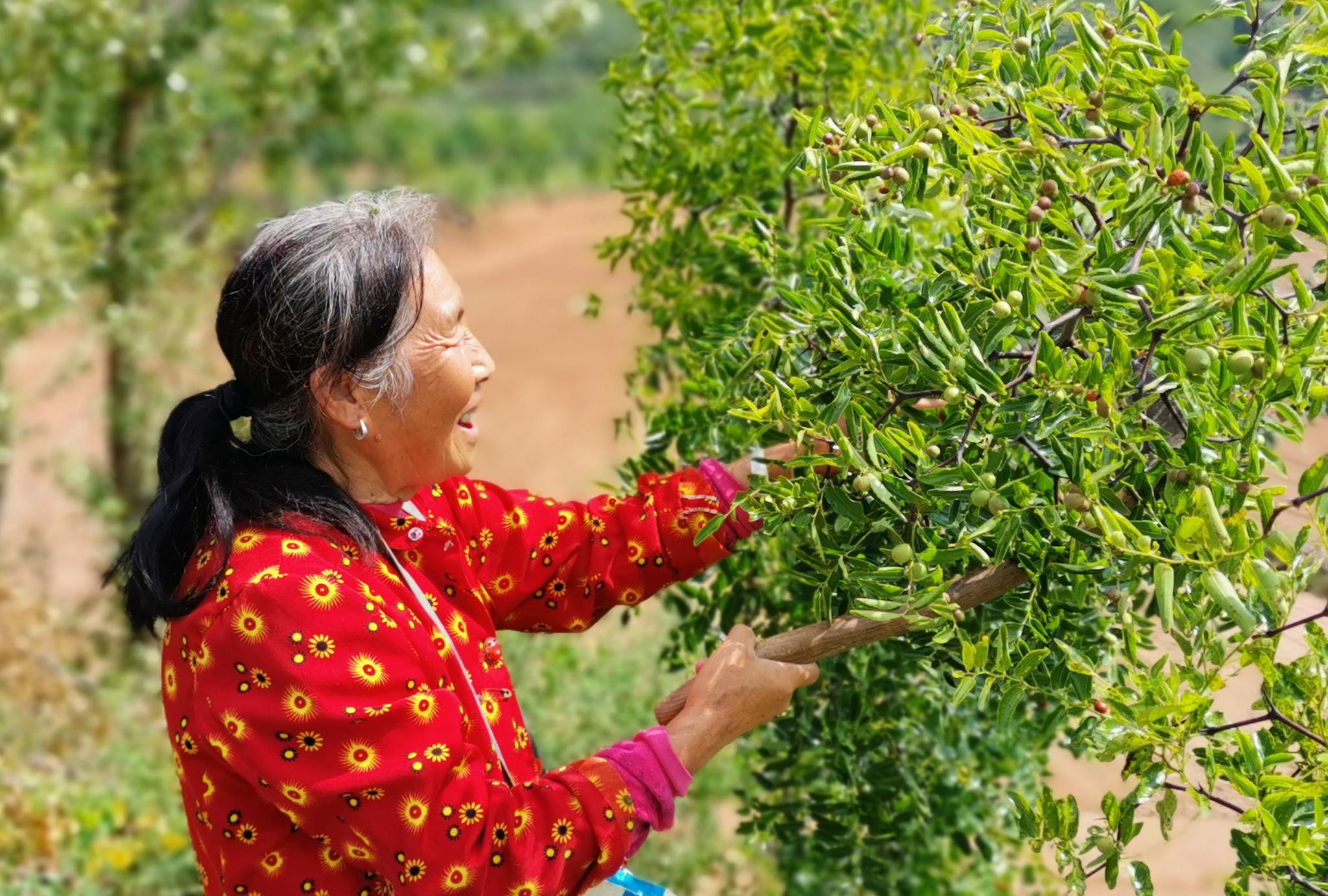 有5个孩子的7旬农村老人,路边打酸枣,看她生活是啥样