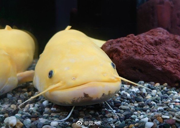 该鲶鱼通体金黄,与一般泥土色的同类大相径庭,外貌类似宠物小精灵中的