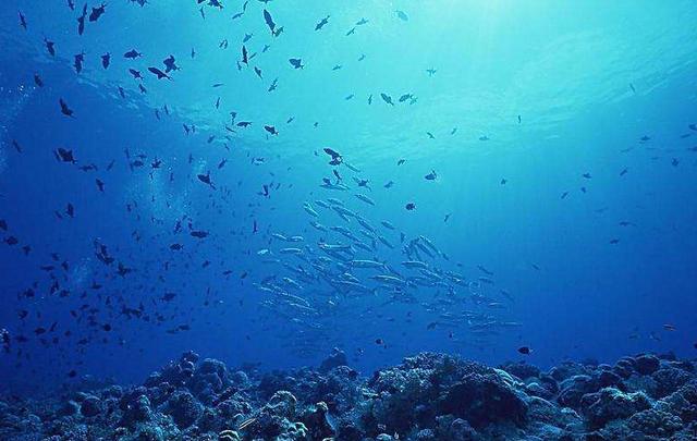 最深的海沟有多深科学家深入8千米的海底发现一种奇怪的鱼