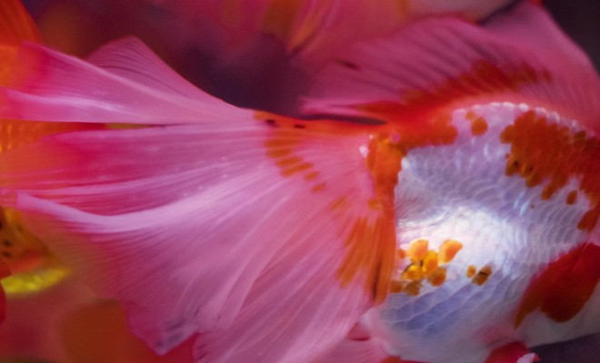 日本摄影师蜷川实花作品中的"金鱼"失焦,写意