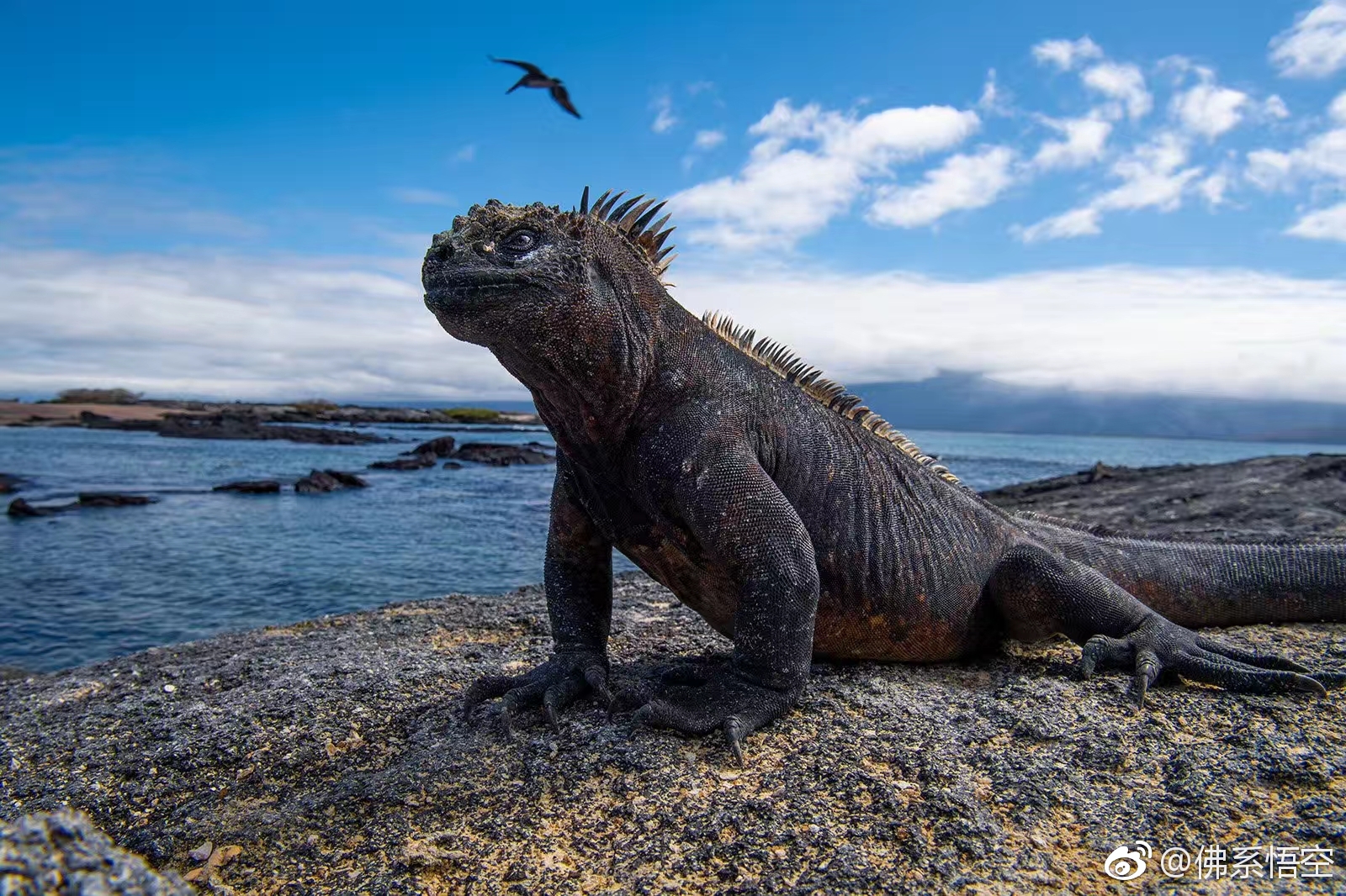 神奇的加拉帕戈斯
