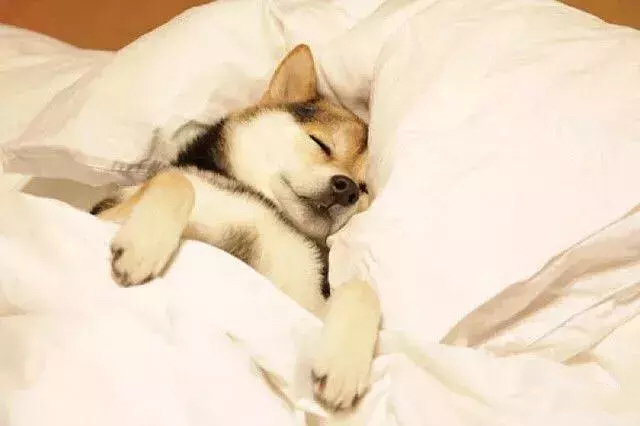 狗子当然是躺你床上睡大觉