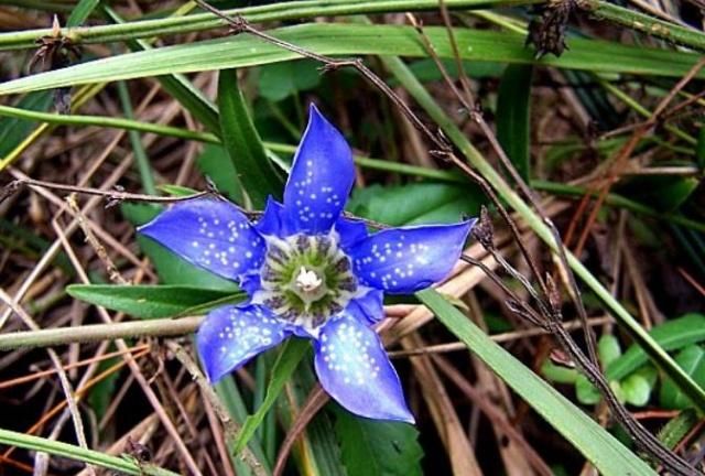 这花农村很多,曾被人误食,吃后胃痛却好了|龙胆草|农村|胆汁_新浪新闻