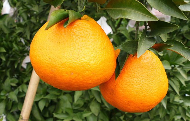 四川耙耙柑,比橙子更甜,比橘肉更细腻|橙子|丹棱|口感_新浪新闻