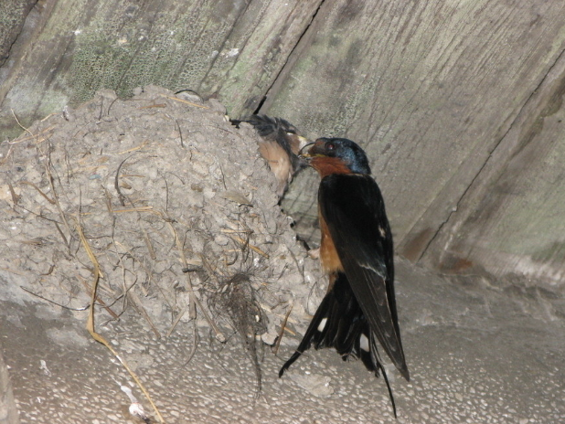 农村俗语:"燕子不进苦门之家",有什么样的寓意呢?