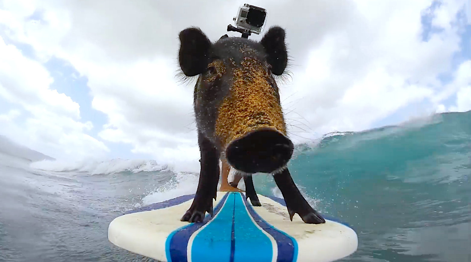 Gopro记录了kama和它的主人kai Holt在瓦胡岛与当地人一起冲浪的