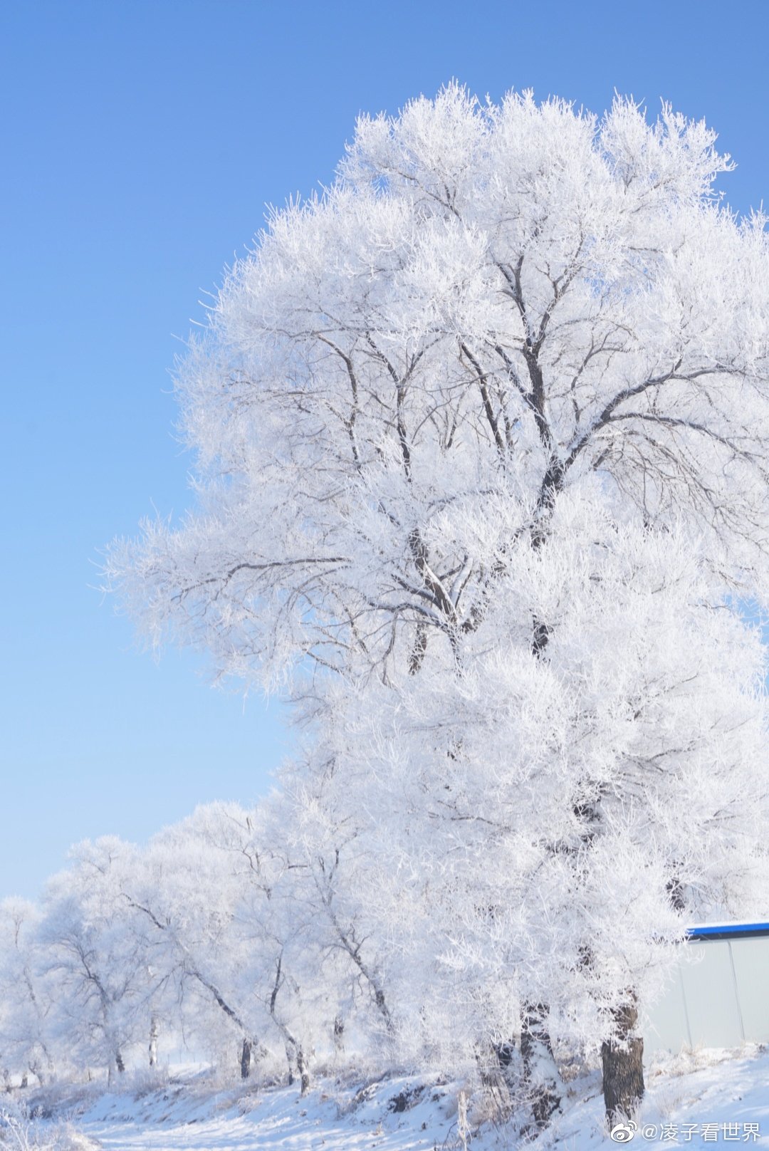 今天的雾凇岛简直美爆了,距当地人说这是2019最美的雾凇