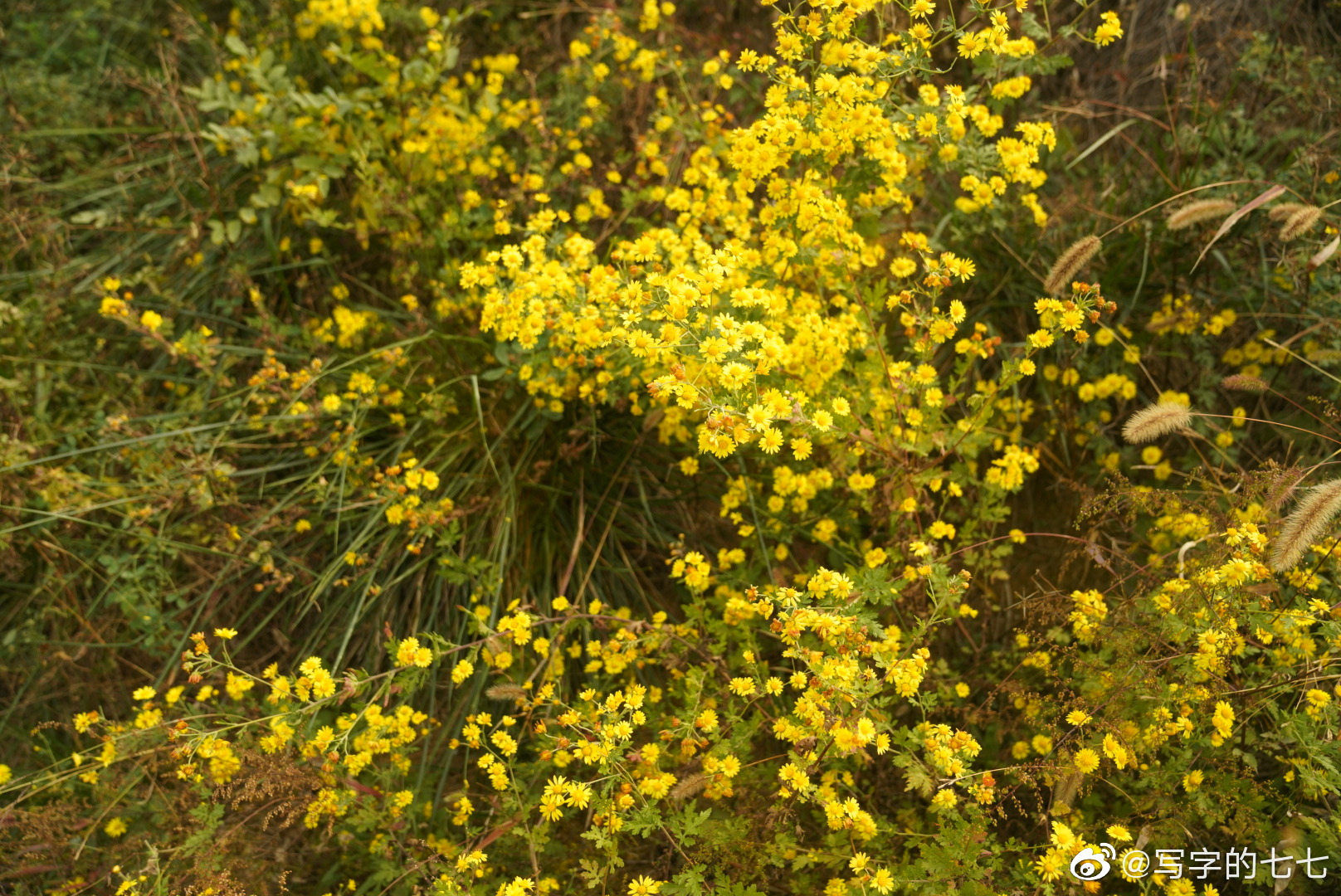 北方满山的野山菊,但没有晴天～_高清图集_新浪网