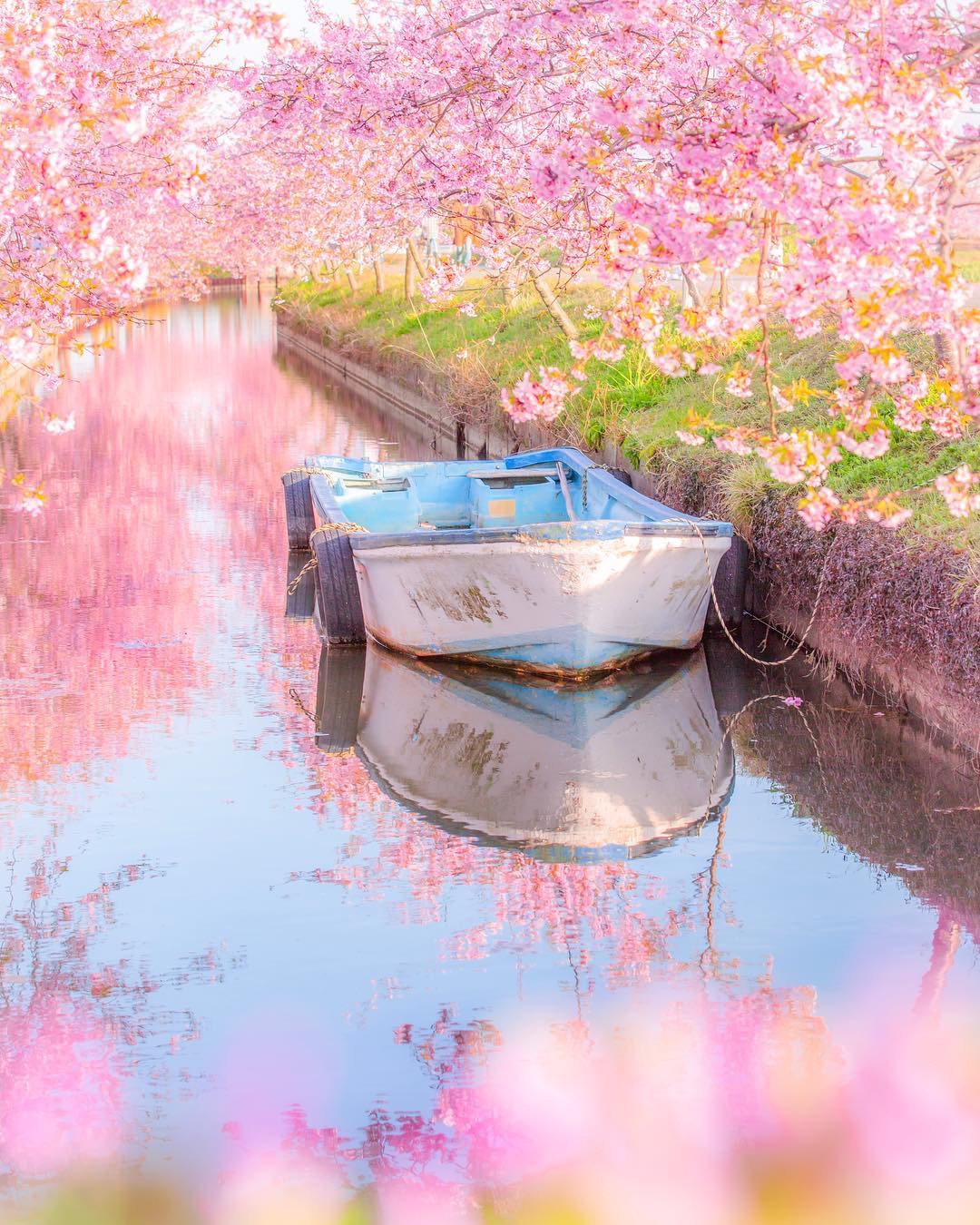 2019樱花季即将到来！盘点国内10个赏樱圣地 - 马蜂窝