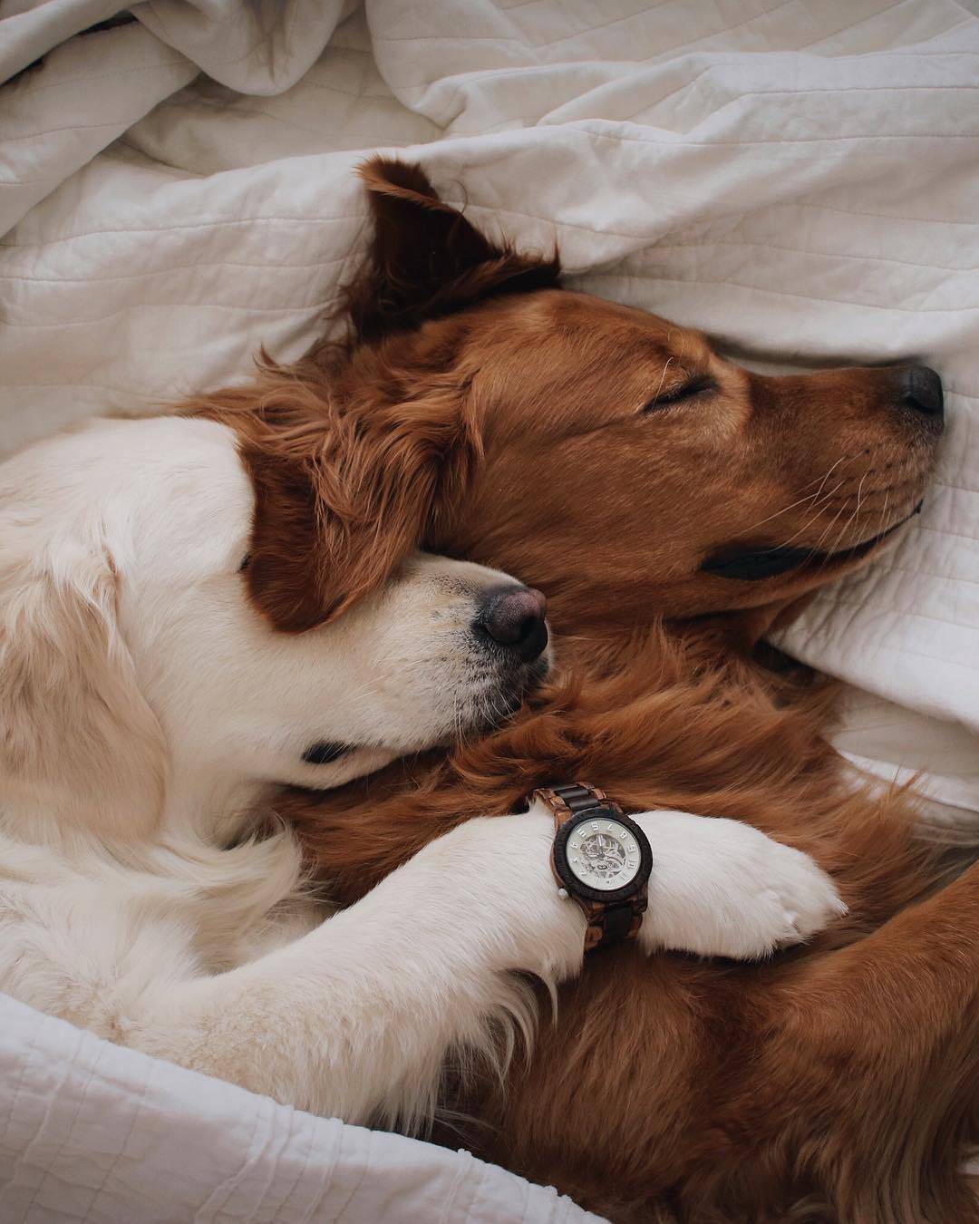 猫狗双全的"大户人家"的甜蜜日常 | 摄影人:wat.ki