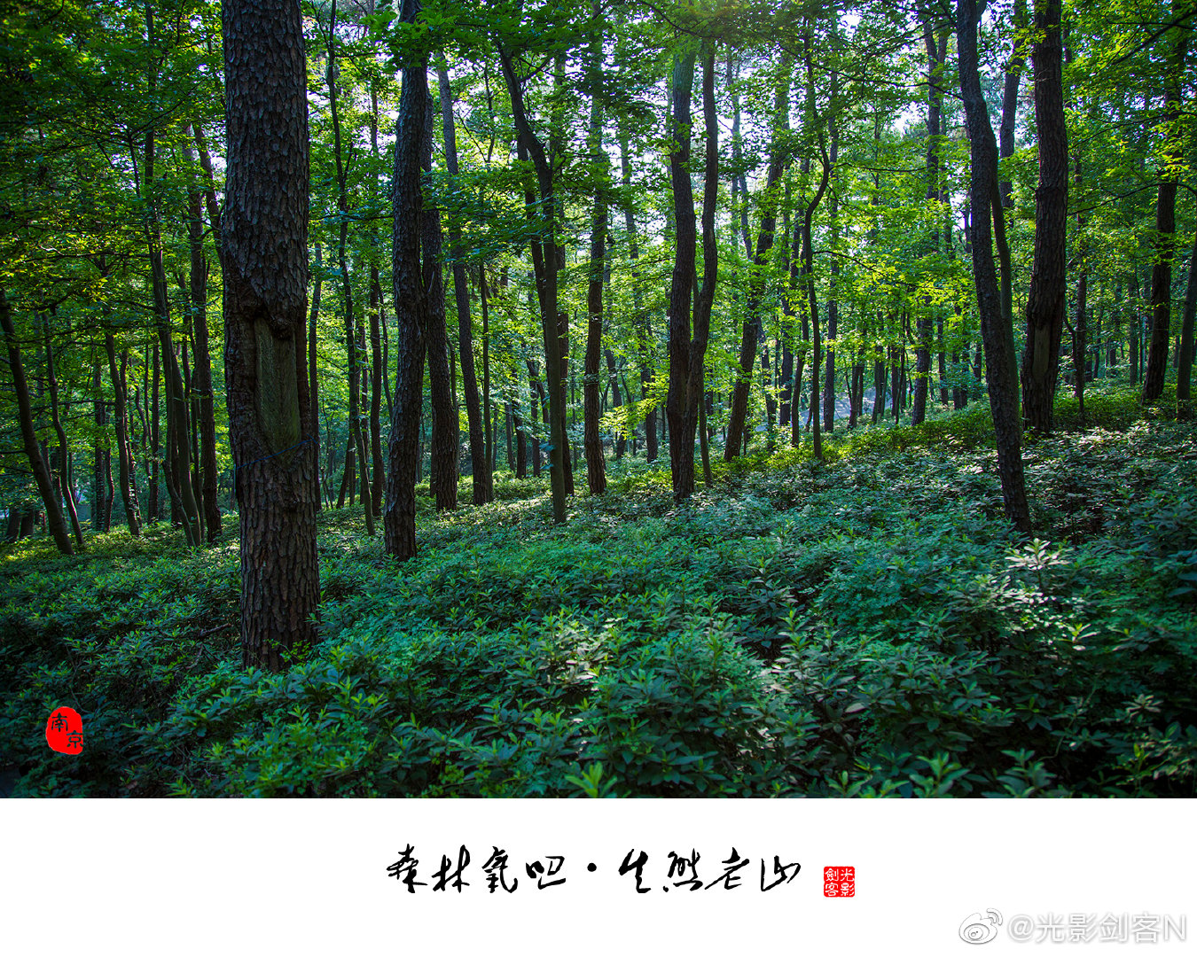 森林氧吧,生态老山南京老山国家森林公园