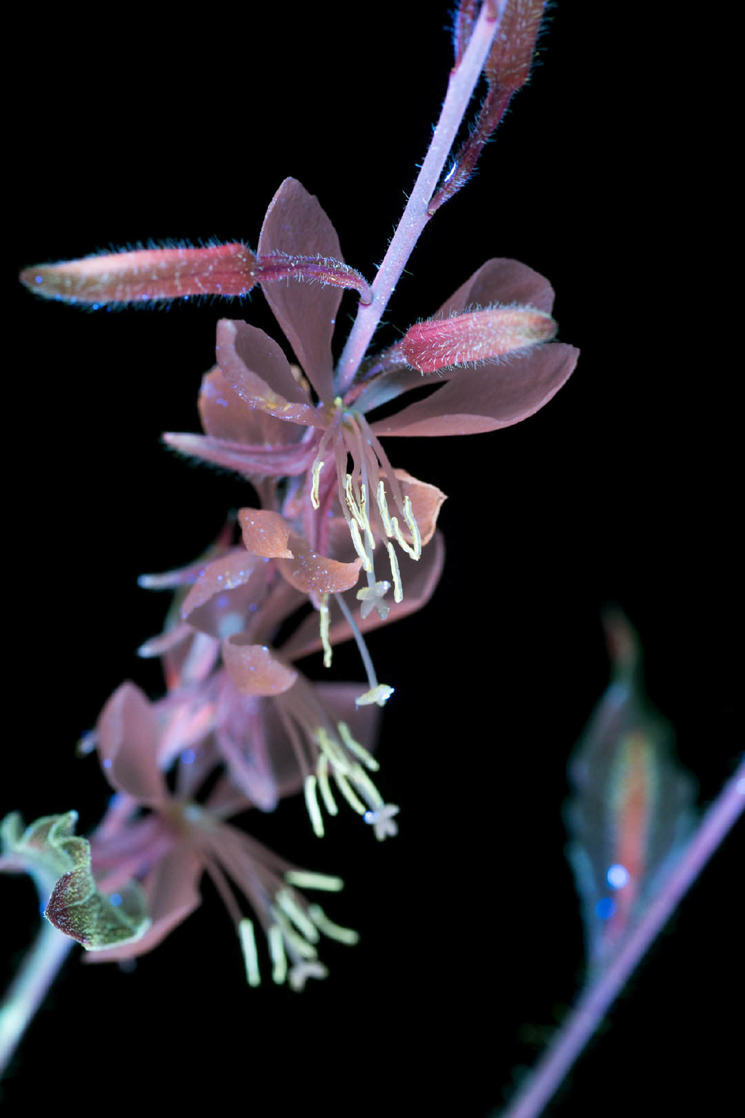 花的光芒美国摄影师craig Burrows 利用独特的紫外线成像技术捕捉
