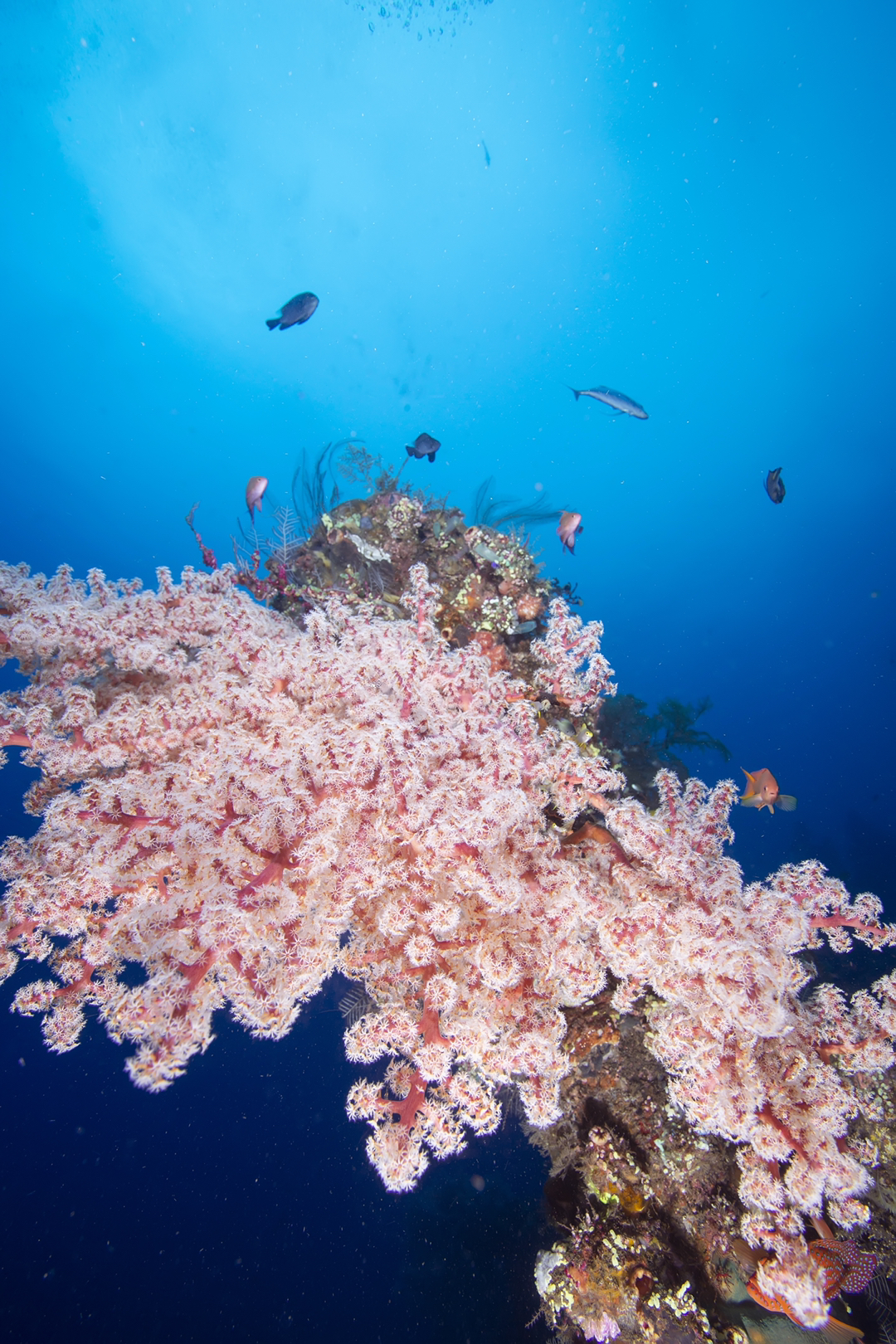 あの日見た花の名前を僕達はまだ知らない 海中の桜