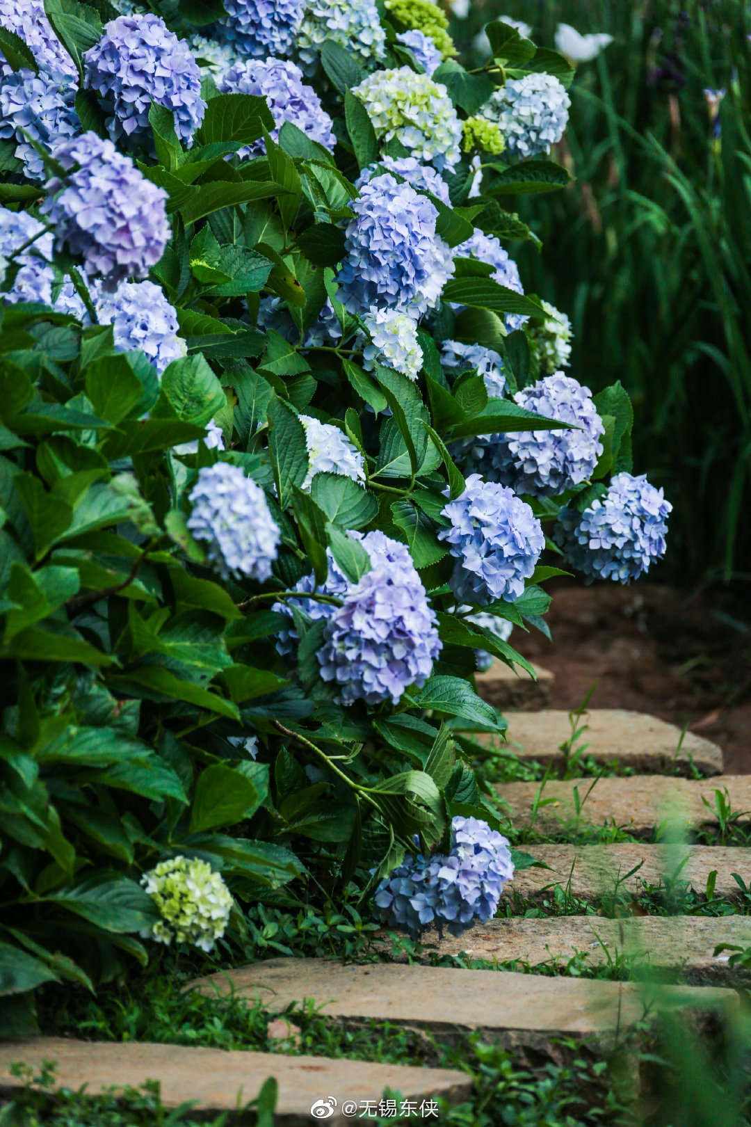 绣球花是夏季至秋季开放的花.其伞形花序如雪球累累