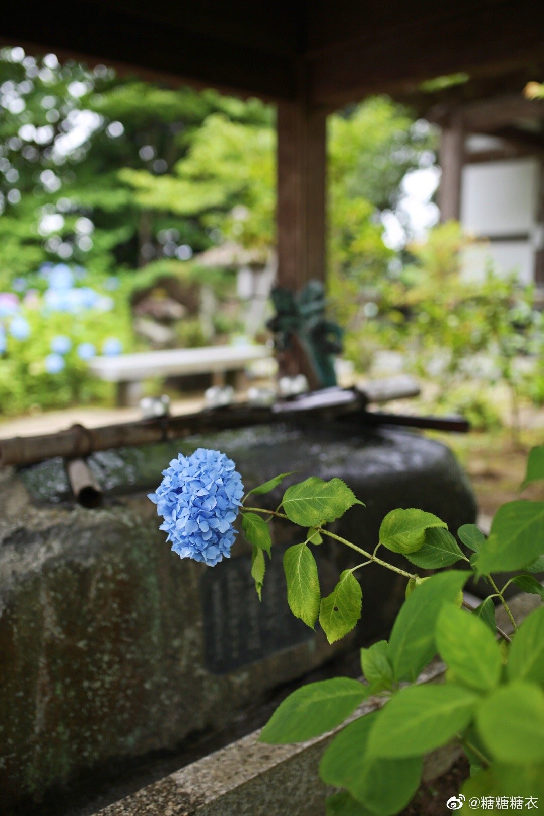 仙台北山资福寺的紫阳花开得像画一样 仙台北山资福寺的紫阳花开得像画一样