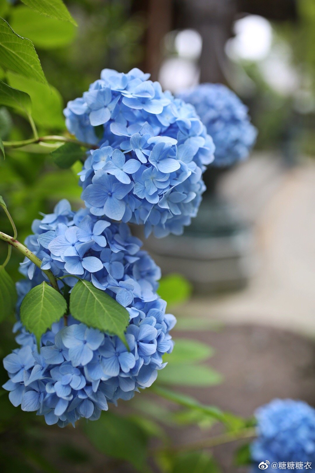 仙台北山资福寺的紫阳花开得像画一样 仙台北山资福寺的紫阳花开得像画一样