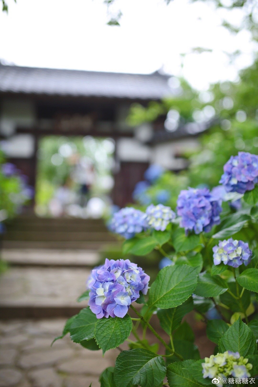 仙台北山资福寺的紫阳花开得像画一样 仙台北山资福寺的紫阳花开得像画一样