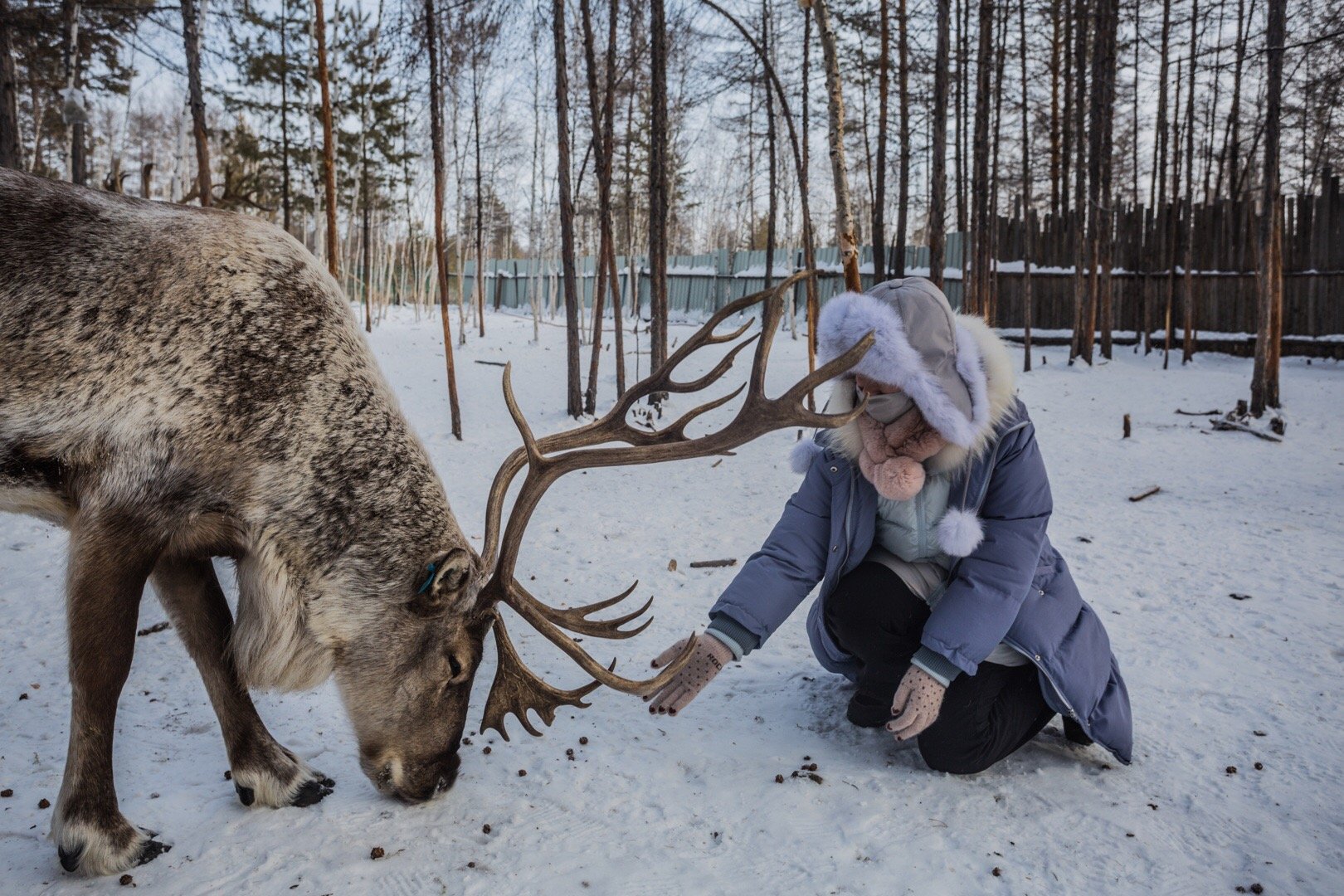 鄂温克族驯鹿04森林里的灵物
