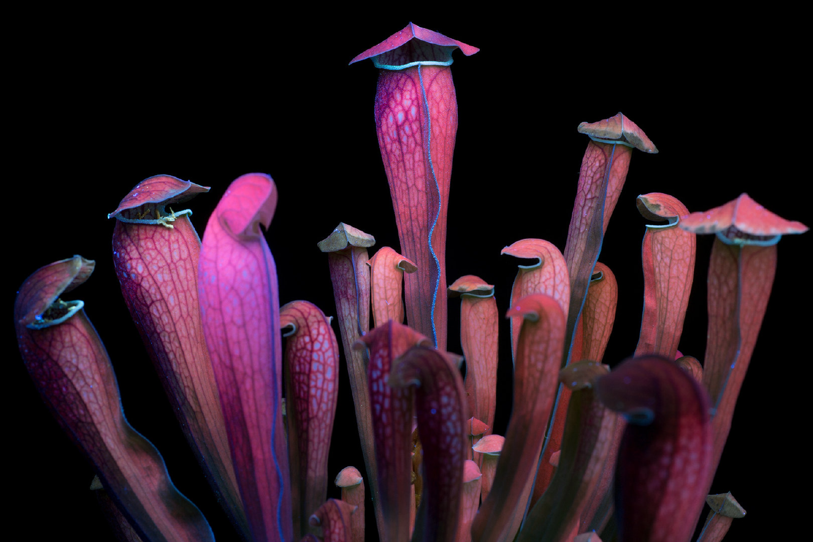 花的光芒美国摄影师craigburrows利用独特的紫外线成像技术捕捉