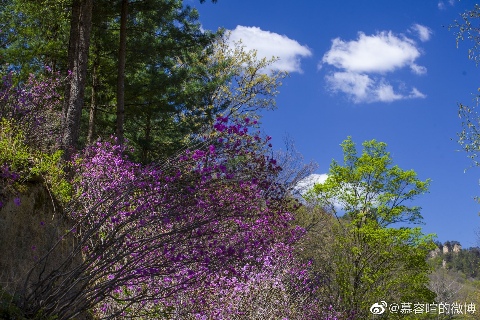 本溪大石湖老边沟,万亩杜鹃开的正茂