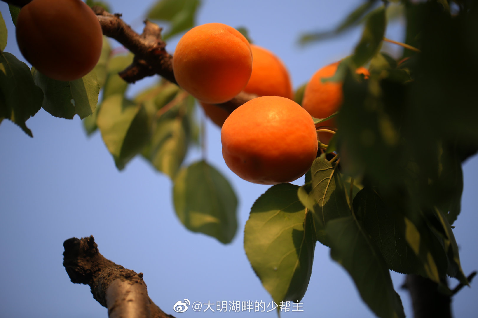 又到一年麦黄杏熟时,长清区双泉镇的的杏子又熟了