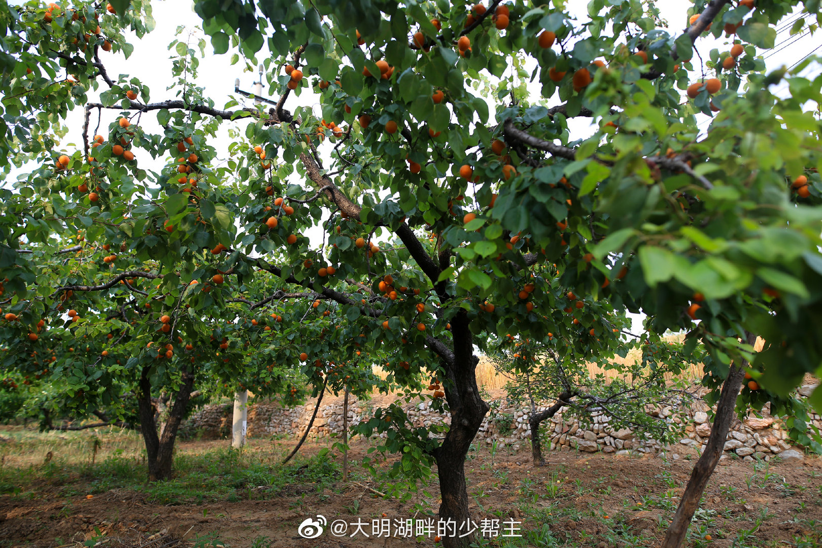 又到一年麦黄杏熟时,长清区双泉镇的的杏子又熟了