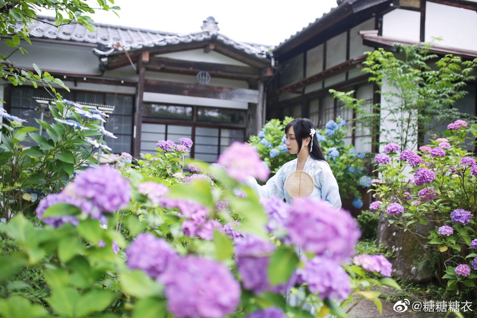 仙台北山资福寺的紫阳花开得像画一样 仙台北山资福寺的紫阳花开得像画一样