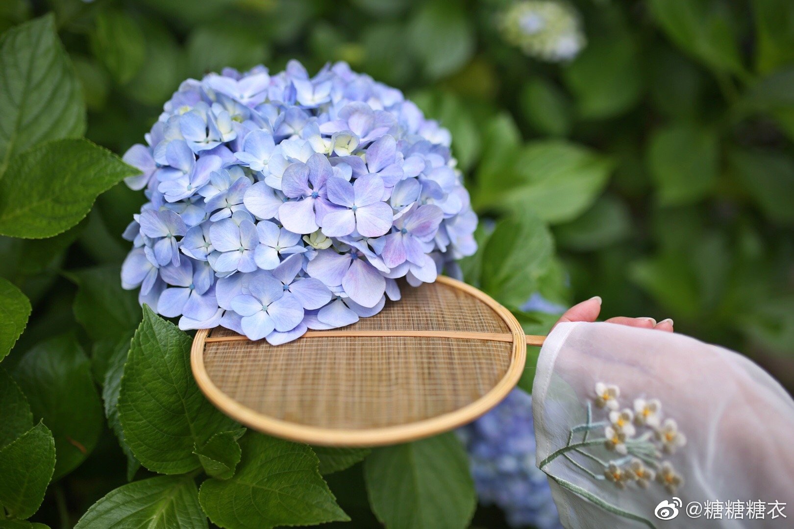仙台北山资福寺的紫阳花开得像画一样 仙台北山资福寺的紫阳花开得像画一样