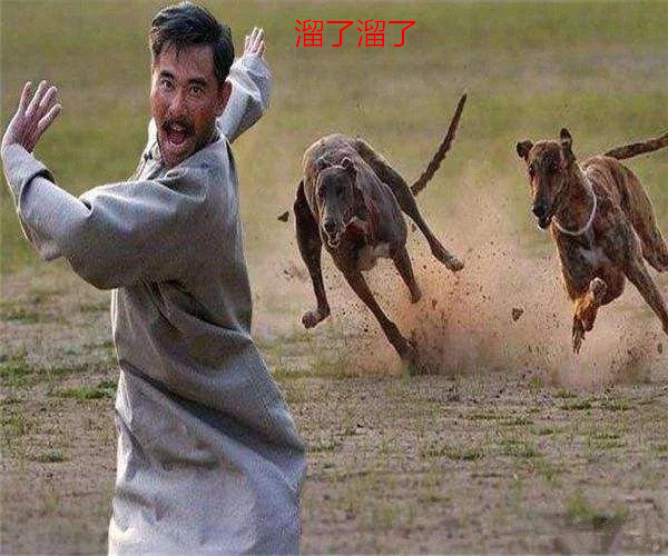 了一番,也并没有什么其它的动作,被主人呵斥了就立马灰溜溜地跑开了