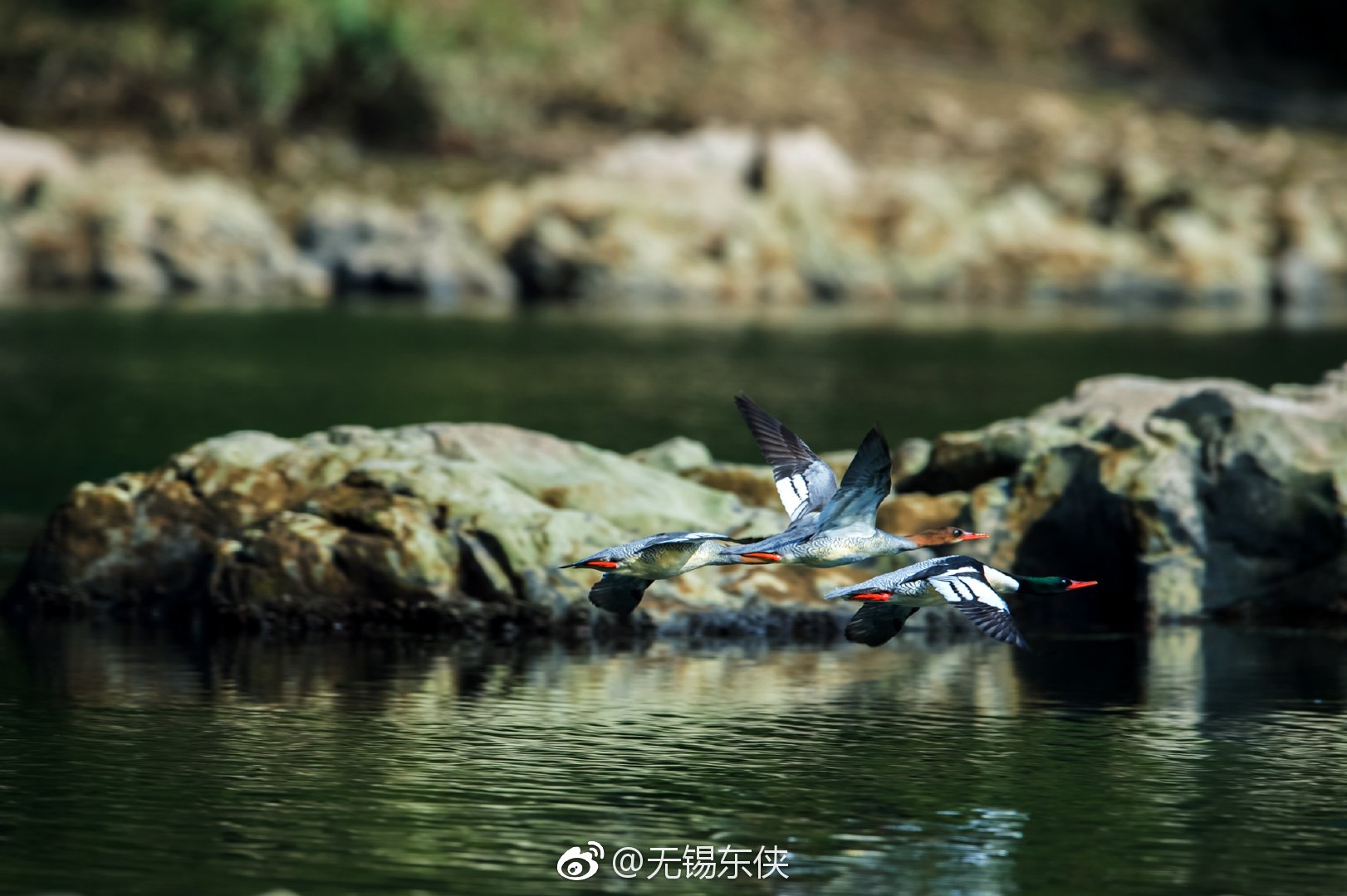 寒冬腊月，江西婺源县紫阳镇坑口村委会石枧村河滩水浅|中华秋沙鸭|秋沙鸭|婺源县|紫阳镇|越冬_新浪新闻