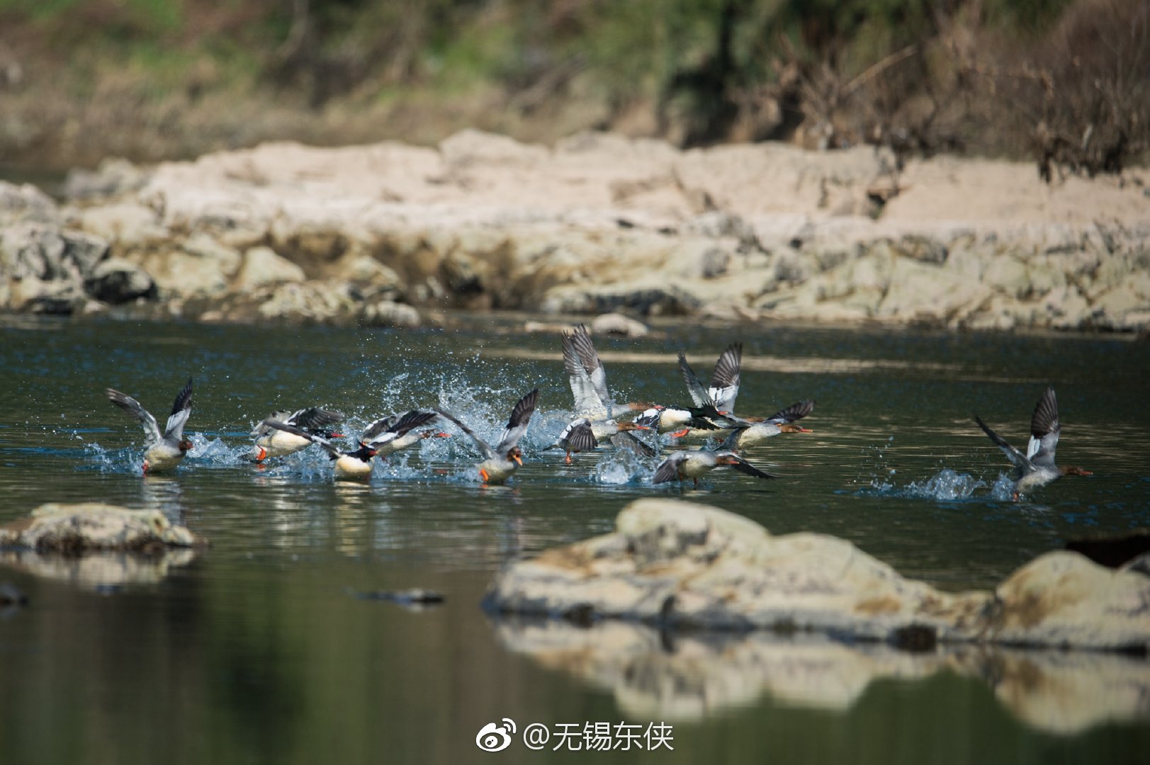 寒冬腊月，江西婺源县紫阳镇坑口村委会石枧村河滩水浅