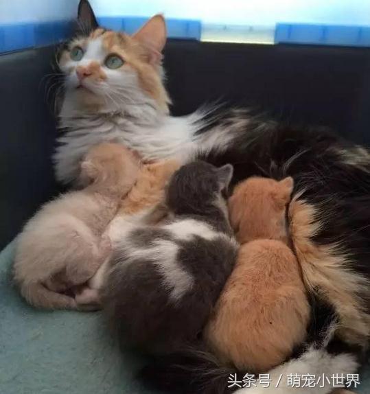 狗爸妈照顾狗宝宝画面,不管是厌世脸还是温馨都好可爱!